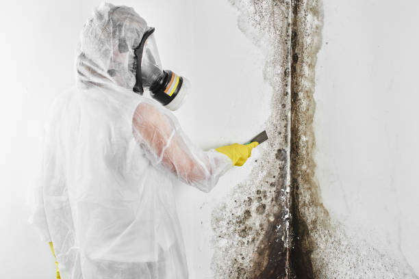 Best DIY Mold Remediation Support Services in Bonham, TX