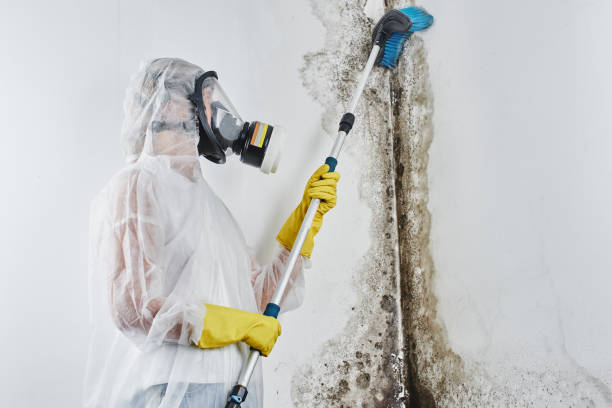 Best DIY Mold Remediation Support Services in Bonham, TX