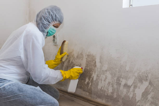 Best Mold Remediation for Schools in Bonham, TX
