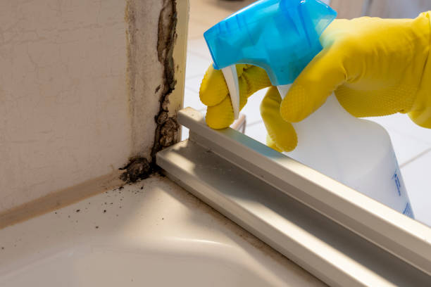 Best Basement Mold Remediation in Bonham, TX