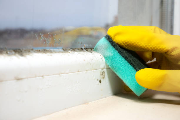 Best Mold Remediation for Schools in Bonham, TX