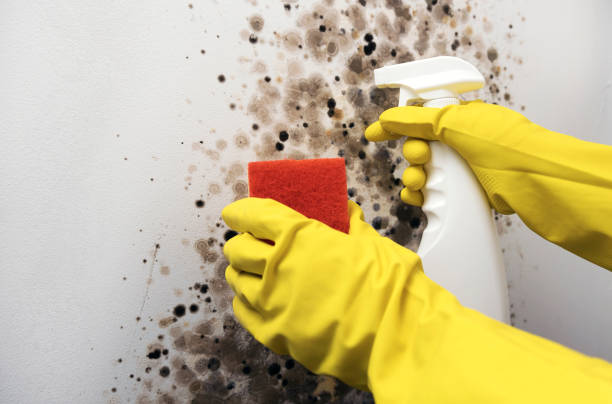 Best Emergency Mold Remediation in Bonham, TX