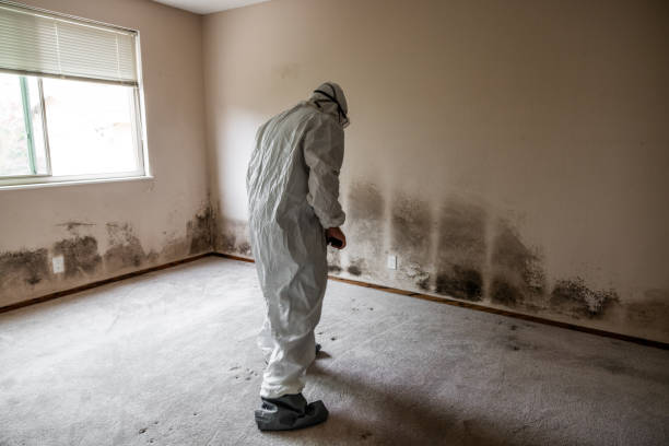 Best Emergency Mold Remediation in Bonham, TX