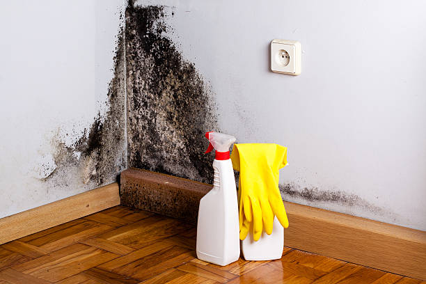 Best Post-Flood Mold Remediation in Bonham, TX